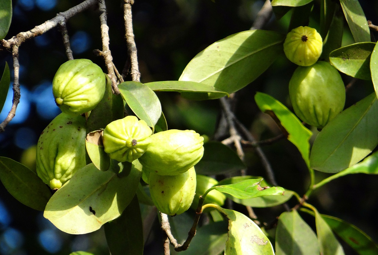 La Garcinia Cambogia: cos’è, benefici e utilizzi