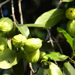 La Garcinia Cambogia: cos’è, benefici e utilizzi