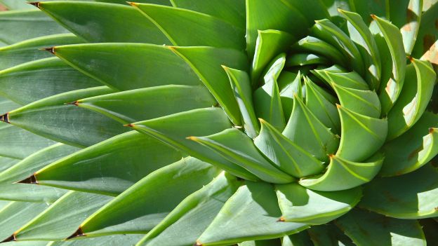 I poteri benefici dell'aloe