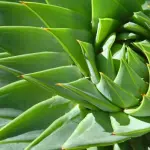 I poteri benefici dell'aloe