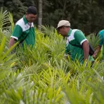 L’olio di Palma fa veramente male ? Perchè lo dobbiamo evitare ?