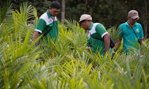 L’olio di Palma fa veramente male ? Perchè lo dobbiamo evitare ?