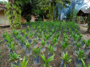 coltivazioni di palme in Africa