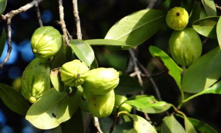 La Garcinia Cambogia: cos’è, benefici e utilizzi